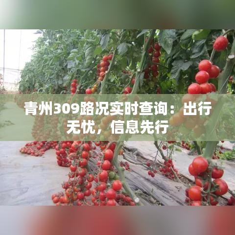 青州309路况实时查询:出行无忧,信息先行