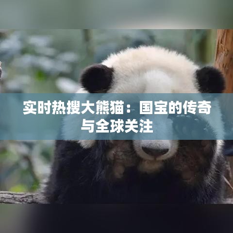 实时热搜大熊猫:国宝的传奇与全球关注