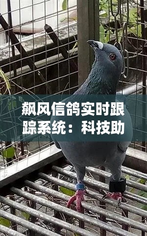 飙风信鸽实时跟踪系统:科技助力传统运动的新篇章