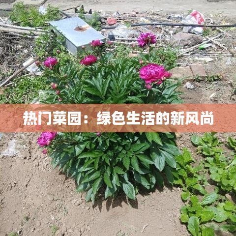 热门菜园:绿色生活的新风尚