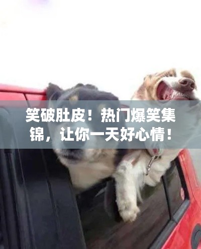笑破肚皮!热门爆笑集锦,让你一天好心情!