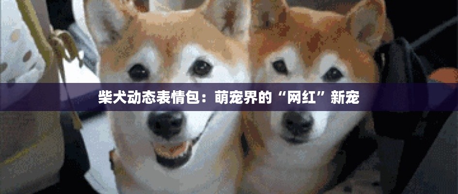 柴犬动态表情包:萌宠界的“网红”新宠