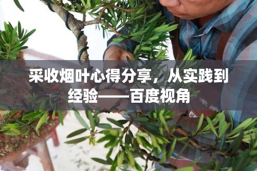 采收烟叶心得分享,从实践到经验——百度视角