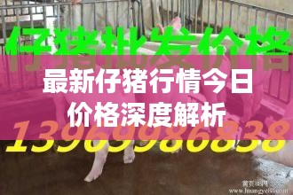 最新仔猪行情今日价格深度解析
