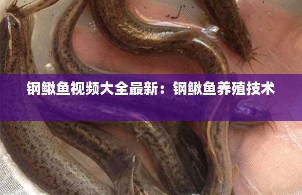 钢鳅鱼视频大全最新:钢鳅鱼养殖技术