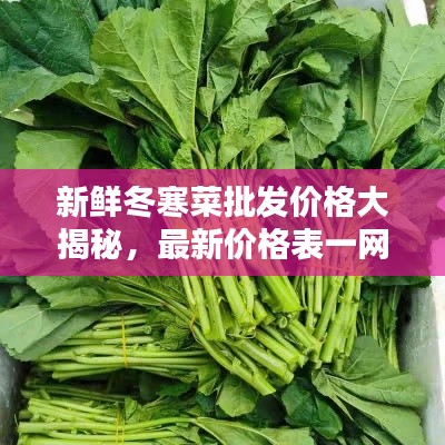 新鲜冬寒菜批发价格大揭秘,最新价格表一网打尽!