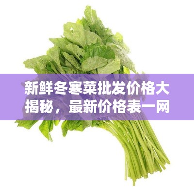 新鲜冬寒菜批发价格大揭秘,最新价格表一网打尽!