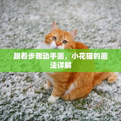 跟着步骤动手画,小花猫的画法详解