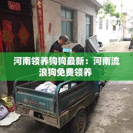 河南领养狗狗最新:河南流浪狗免费领养