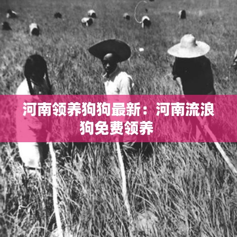 河南领养狗狗最新:河南流浪狗免费领养