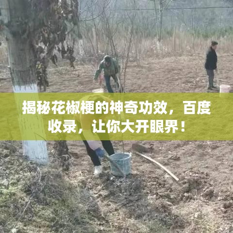 揭秘花椒梗的神奇功效，百度收录，让你大开眼界！