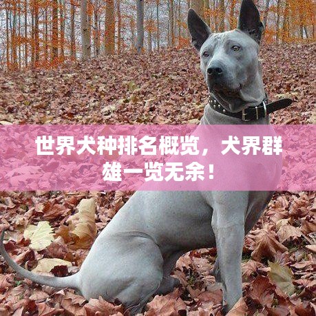 世界犬种排名概览,犬界群雄一览无余!