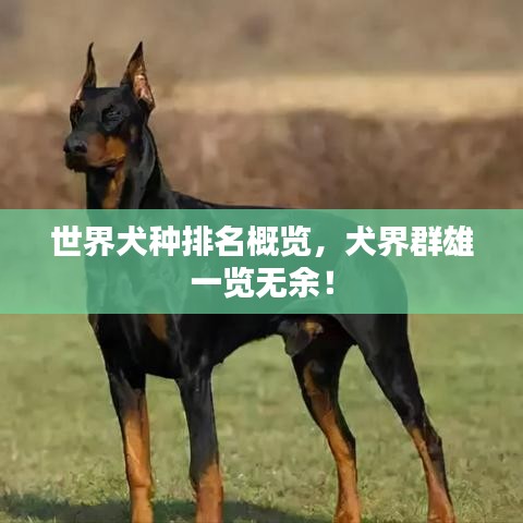 世界犬种排名概览,犬界群雄一览无余!