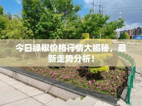 今日绿椒价格行情大揭秘,最新走势分析!
