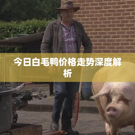今日白毛鸭价格走势深度解析