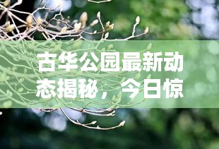 古华公园最新动态揭秘,今日惊喜连连,不容错过!