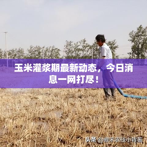 玉米灌浆期最新动态,今日消息一网打尽!