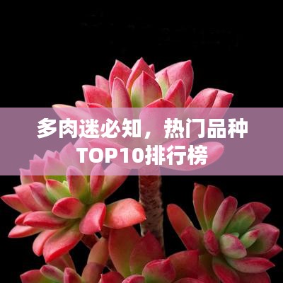 多肉迷必知,热门品种TOP10排行榜