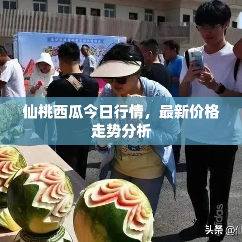 仙桃西瓜今日行情，最新价格走势分析