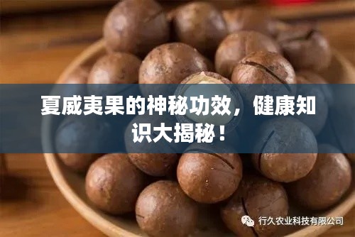 夏威夷果的神秘功效,健康知识大揭秘!