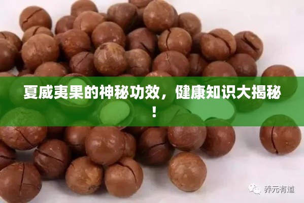 夏威夷果的神秘功效,健康知识大揭秘!