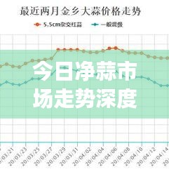 今日净蒜市场走势深度解析