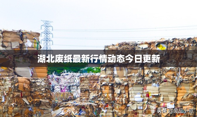 湖北废纸最新行情动态今日更新