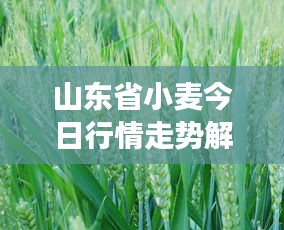 山东省小麦今日行情走势解析，最新市场动态速递