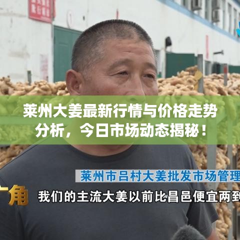莱州大姜最新行情与价格走势分析,今日市场动态揭秘!