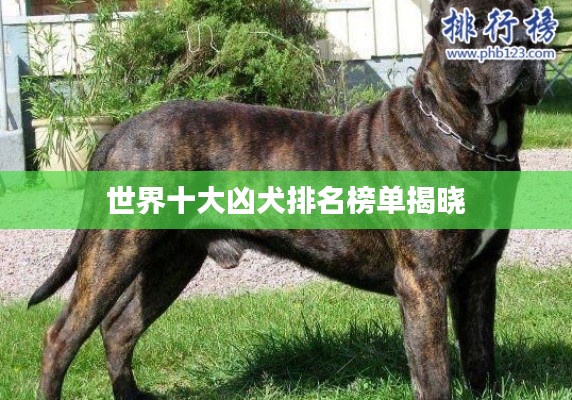 世界十大凶犬排名榜单揭晓