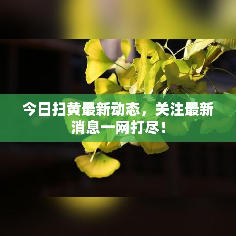 今日扫黄最新动态,关注最新消息一网打尽!