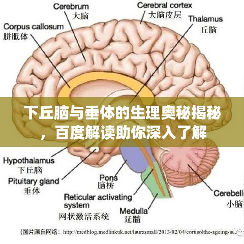 下丘脑与垂体的生理奥秘揭秘,百度解读助你深入了解