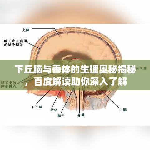 下丘脑与垂体的生理奥秘揭秘,百度解读助你深入了解