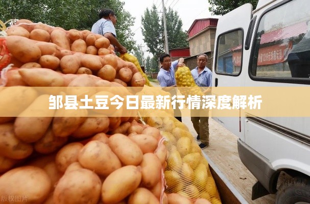 邹县土豆今日最新行情深度解析