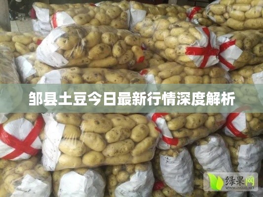 邹县土豆今日最新行情深度解析