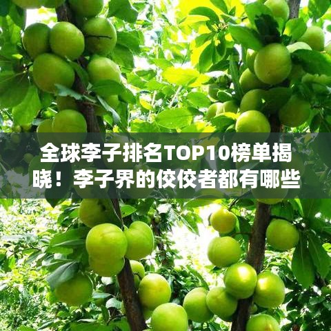 全球李子排名TOP10榜单揭晓！李子界的佼佼者都有哪些？