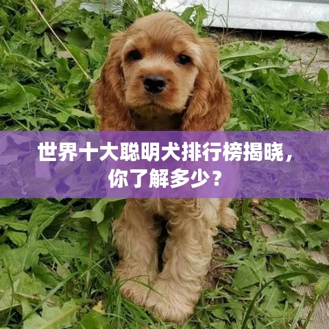 世界十大聪明犬排行榜揭晓,你了解多少?