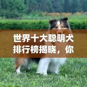 世界十大聪明犬排行榜揭晓,你了解多少?