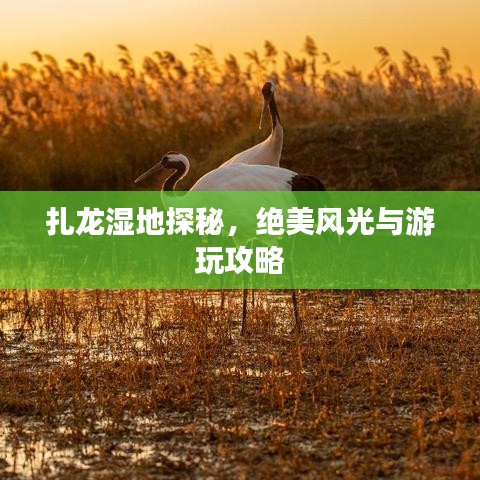 扎龙湿地探秘，绝美风光与游玩攻略