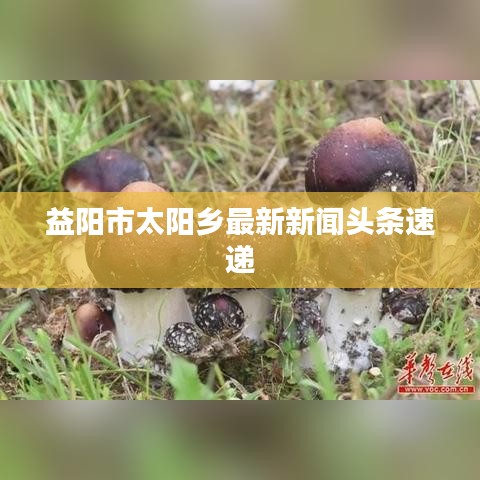 益阳市太阳乡最新新闻头条速递