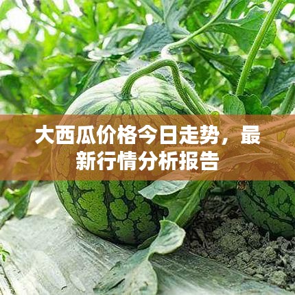 大西瓜价格今日走势,最新行情分析报告