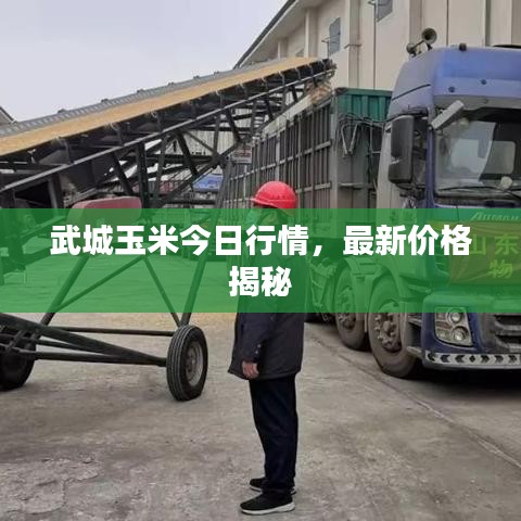 武城玉米今日行情,最新价格揭秘