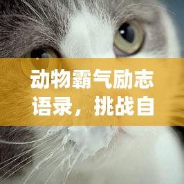 动物霸气励志语录,挑战自我,勇往直前!