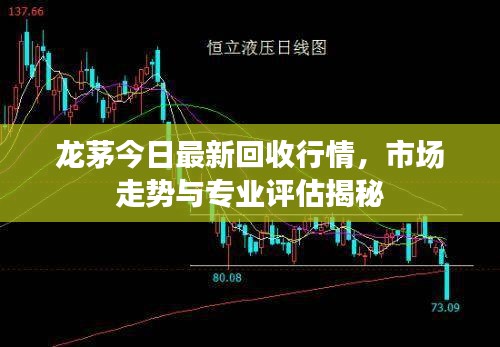 龙茅今日最新回收行情,市场走势与专业评估揭秘