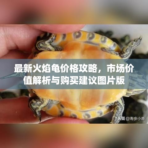 最新火焰龟价格攻略,市场价值解析与购买建议图片版