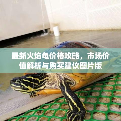 最新火焰龟价格攻略,市场价值解析与购买建议图片版
