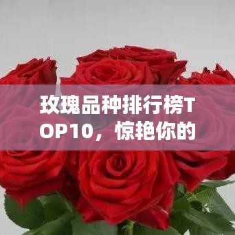 玫瑰品种排行榜TOP10,惊艳你的视觉盛宴!