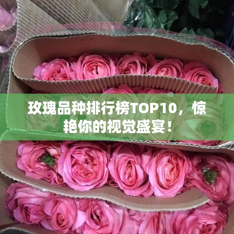 玫瑰品种排行榜TOP10,惊艳你的视觉盛宴!