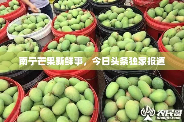 南宁芒果新鲜事,今日头条独家报道