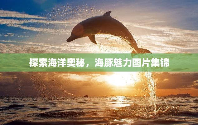 探索海洋奥秘,海豚魅力图片集锦